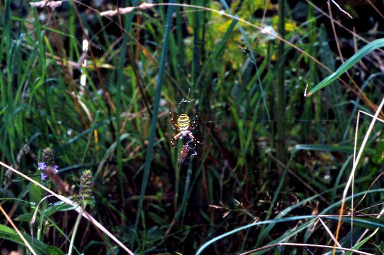 Argiope_bruennichi_P1463_Z_75_Les Gris_Frankrijk.jpg